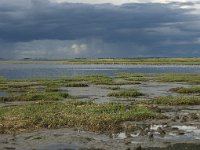 Syddanmark, Roemoe, Dam 3, Saxifraga-Jan van der Straaten